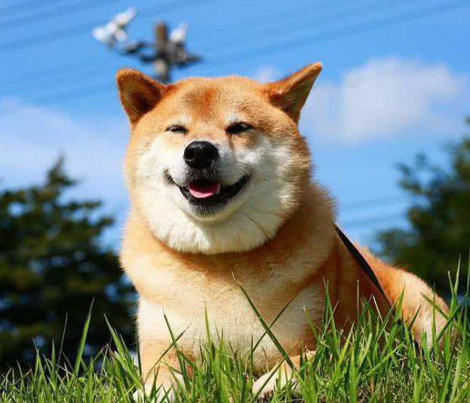 柴犬：最代表日本民族精神的犬种_百科TA说