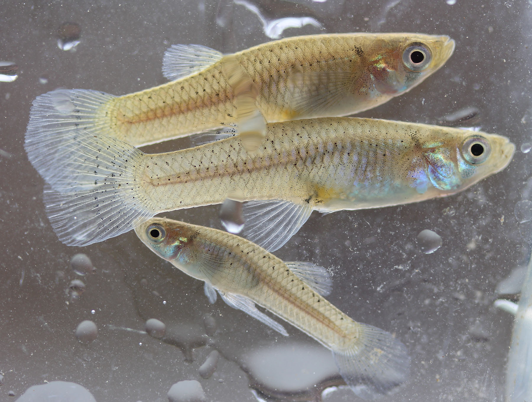  p>食蚊鱼(学名: i>gambusia affinis /i>)是胎鳉科,食蚊鱼属鱼类.