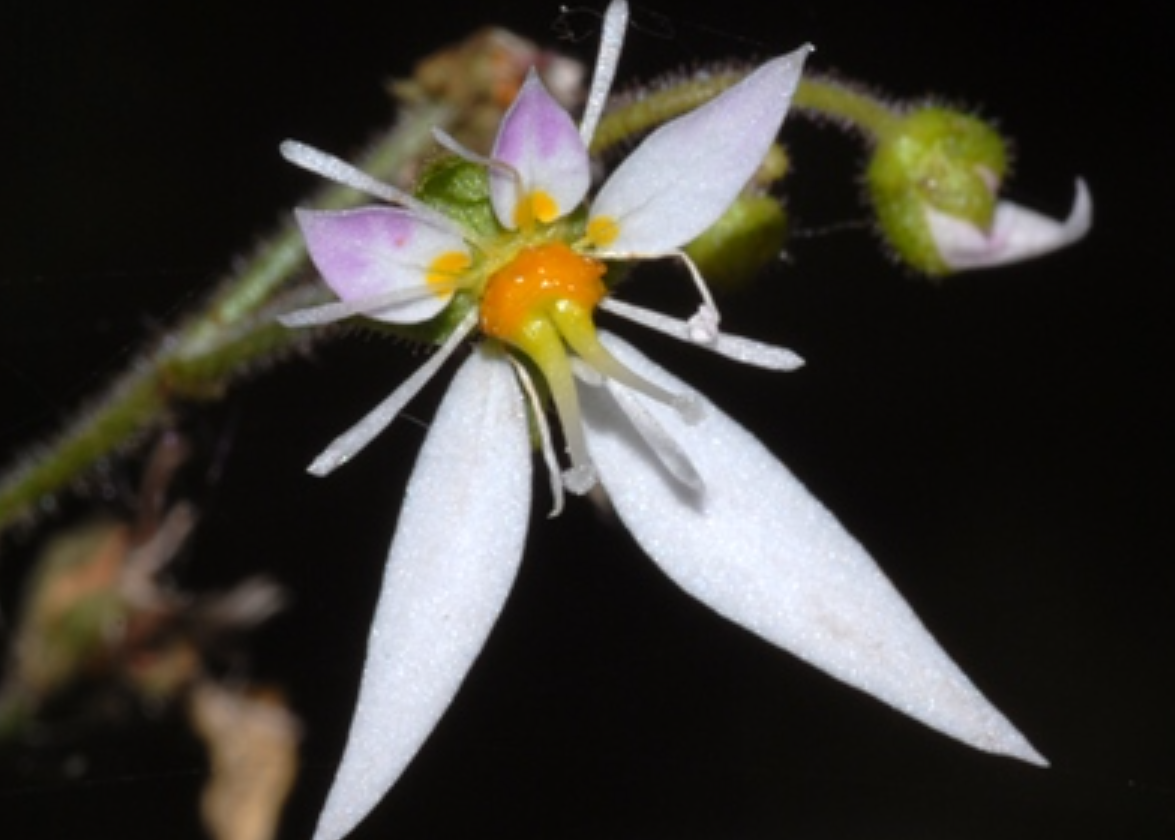 虎耳草科虎耳草属多年生草本植物,茎上有着长长的腺毛;基生叶长婴长