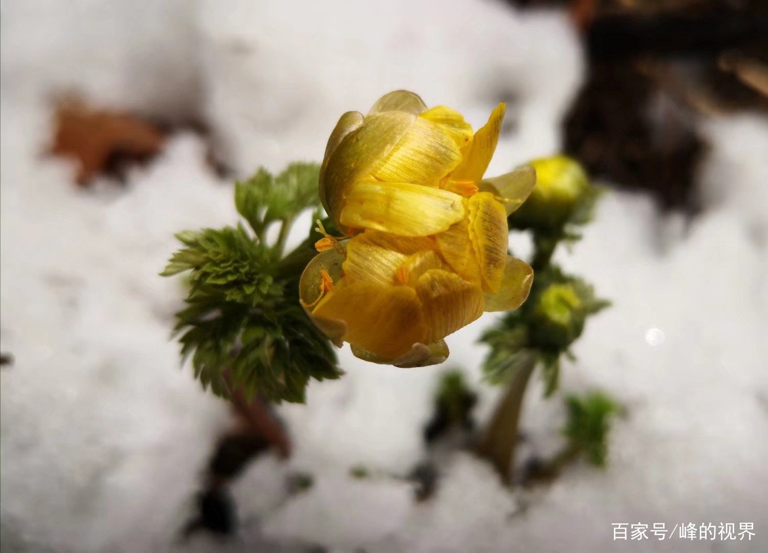 北方春天的第一朵花～冰凌花_百科TA说