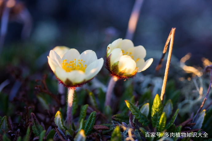 寿命高达100余年，珍惜古老的植物——仙女木_百科TA说
