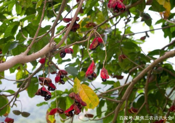 农村一种称为“树上花生”的野果，大家吃过吗？现一斤卖到十几元_百科TA说