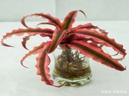 没根也能生长的植物—姬凤梨_百科TA说