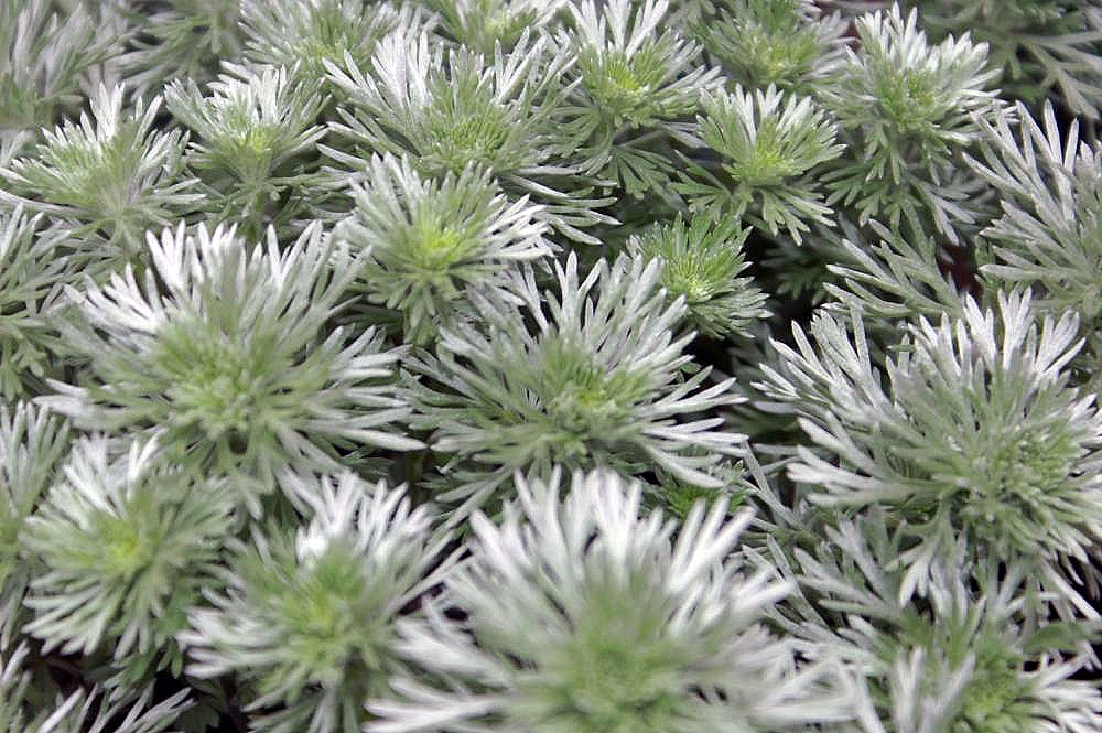  p data-id="gnwmdk0zcw">朝雾草( i>artemisia