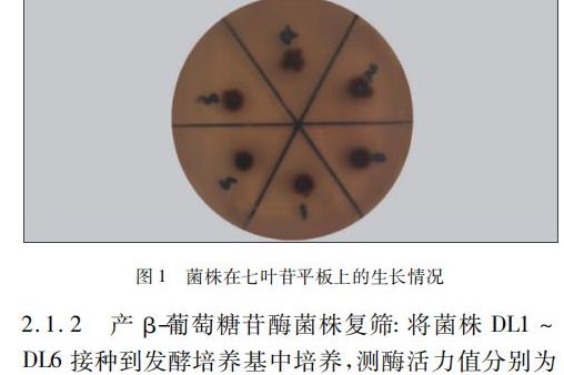 细菌界,异杆菌门,栖热菌纲,栖热菌目,栖热菌科中的一 属嗜热菌