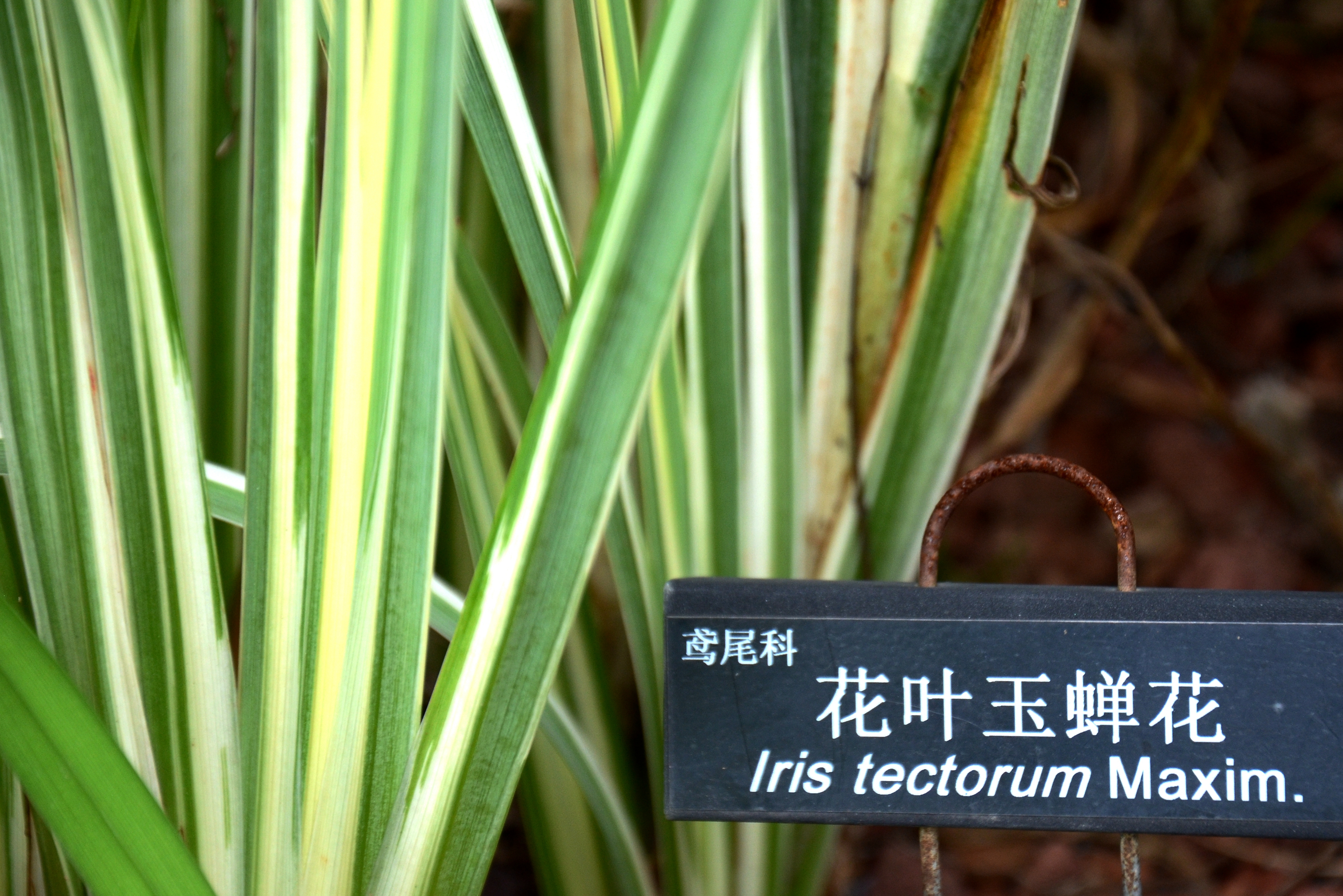 花叶玉蝉花