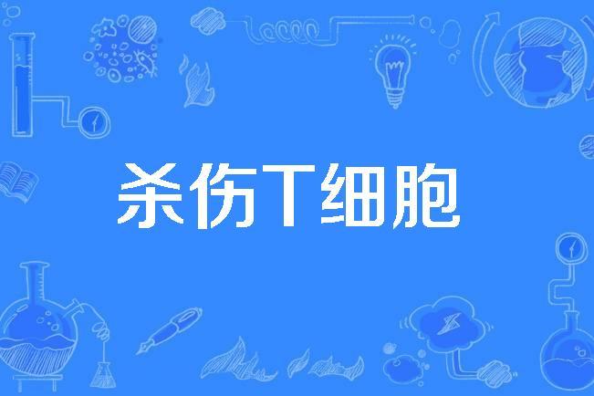 杀伤t细胞