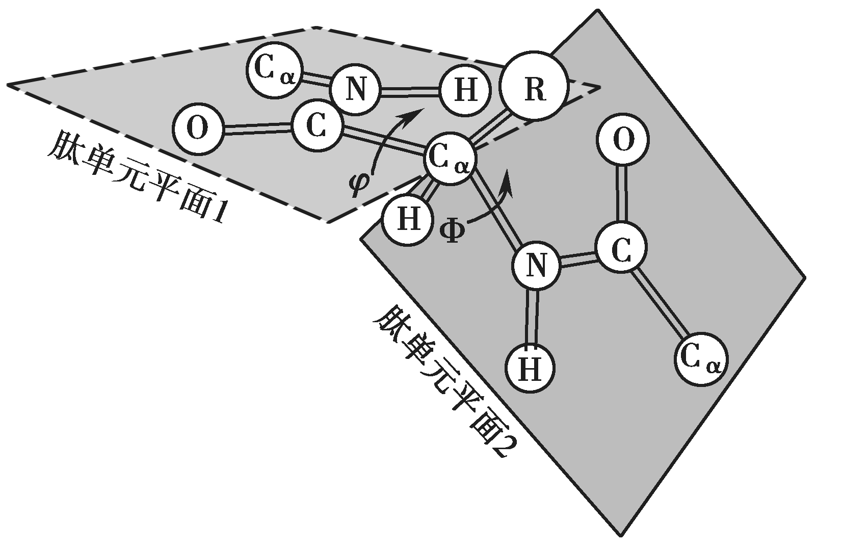  p data-id="gnwo313n48">参与肽键的6个原子c sub>ɑ1 /sub>,c,o,n,h