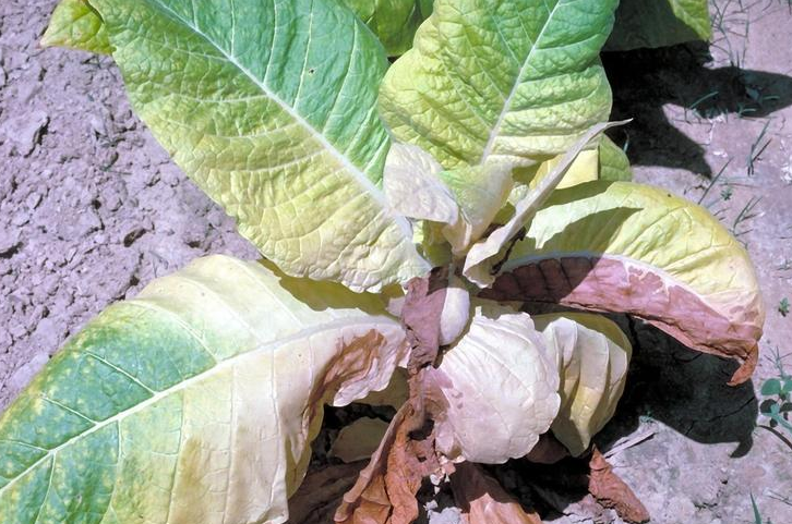 烟草镰刀菌根腐病