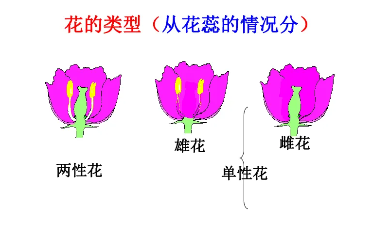 单性花和双性花区别 百科ta说