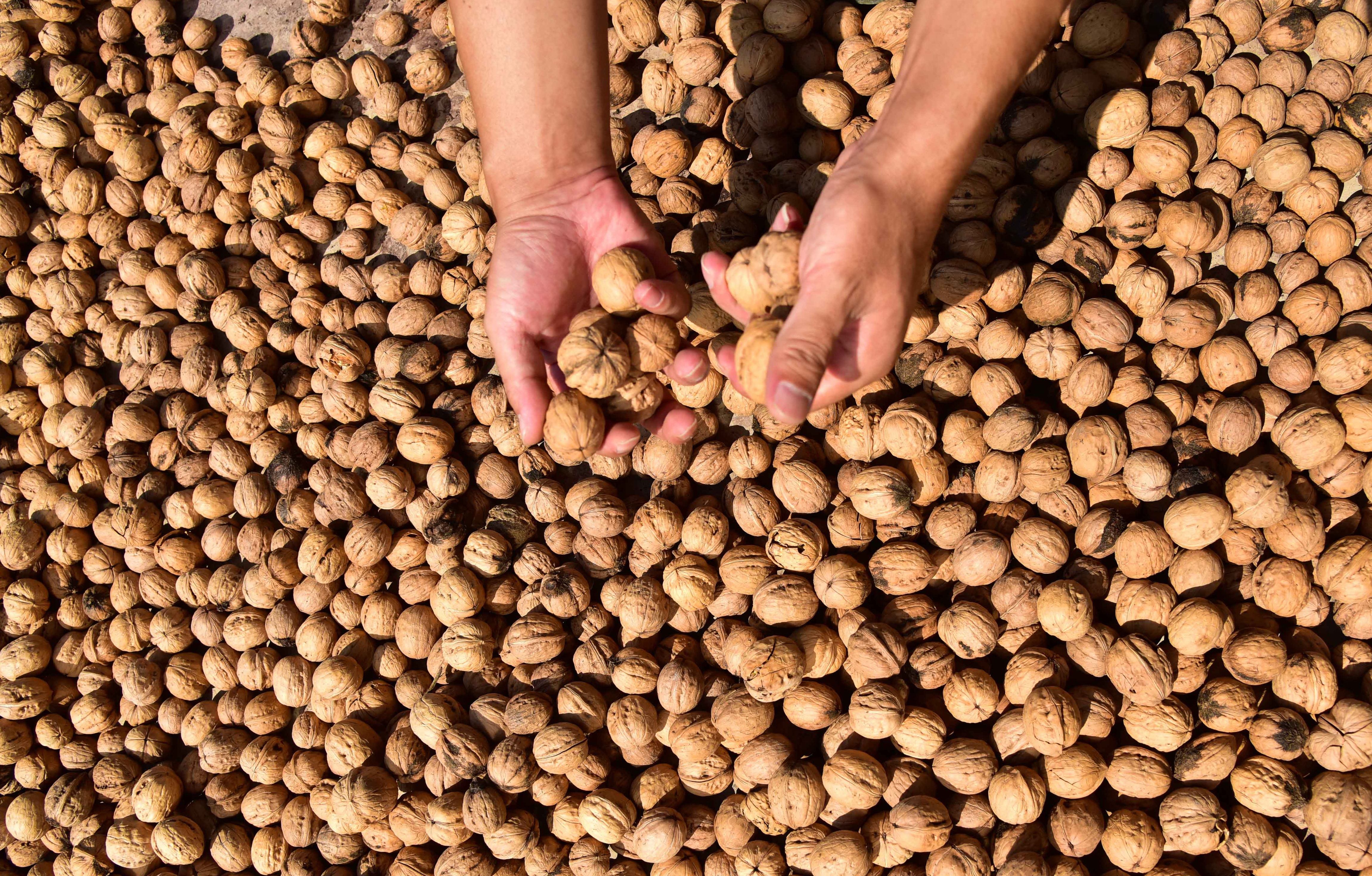 清水县草川铺乡黄崖村丰产核桃