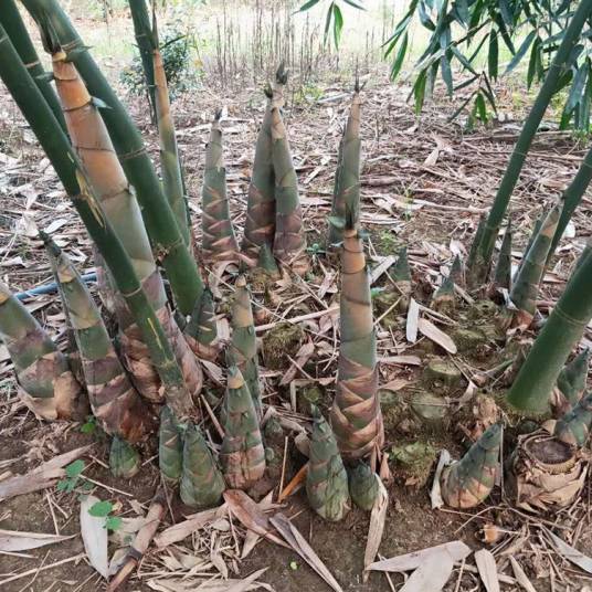 甜笋竹河南博爱群体_百度百科