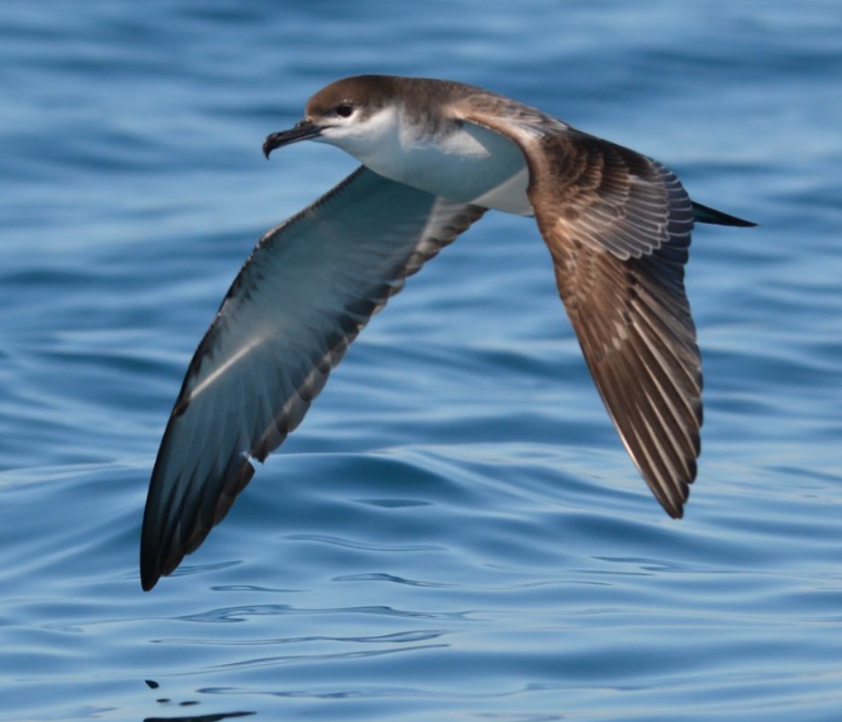  p>剪水鹱属(学名: i>puffinus /i>):是鹱形目,鹱科的一属海洋鸟类,共