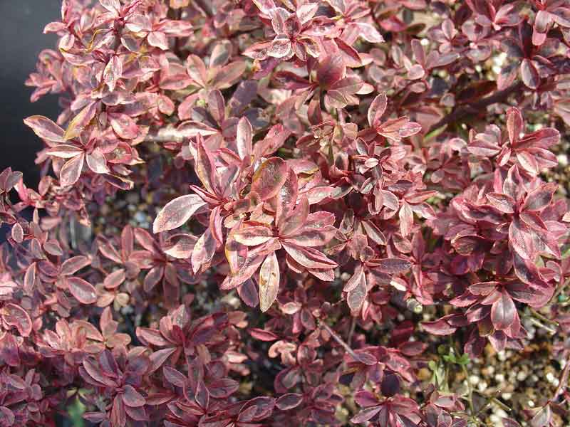 小丑火棘叶卵形,叶片有乳白色斑纹,冬季叶片粉红色;花白色;红色的小梨