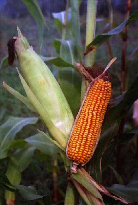  p data-id="txtrogzm8snd">玉蜀黍, a target="_blank" href="/item