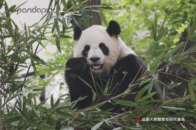  p data-id="tgf81hjsovcj">大娇,雌性大熊猫,谱系号645,2006年8月30