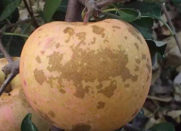 苹果锈果病