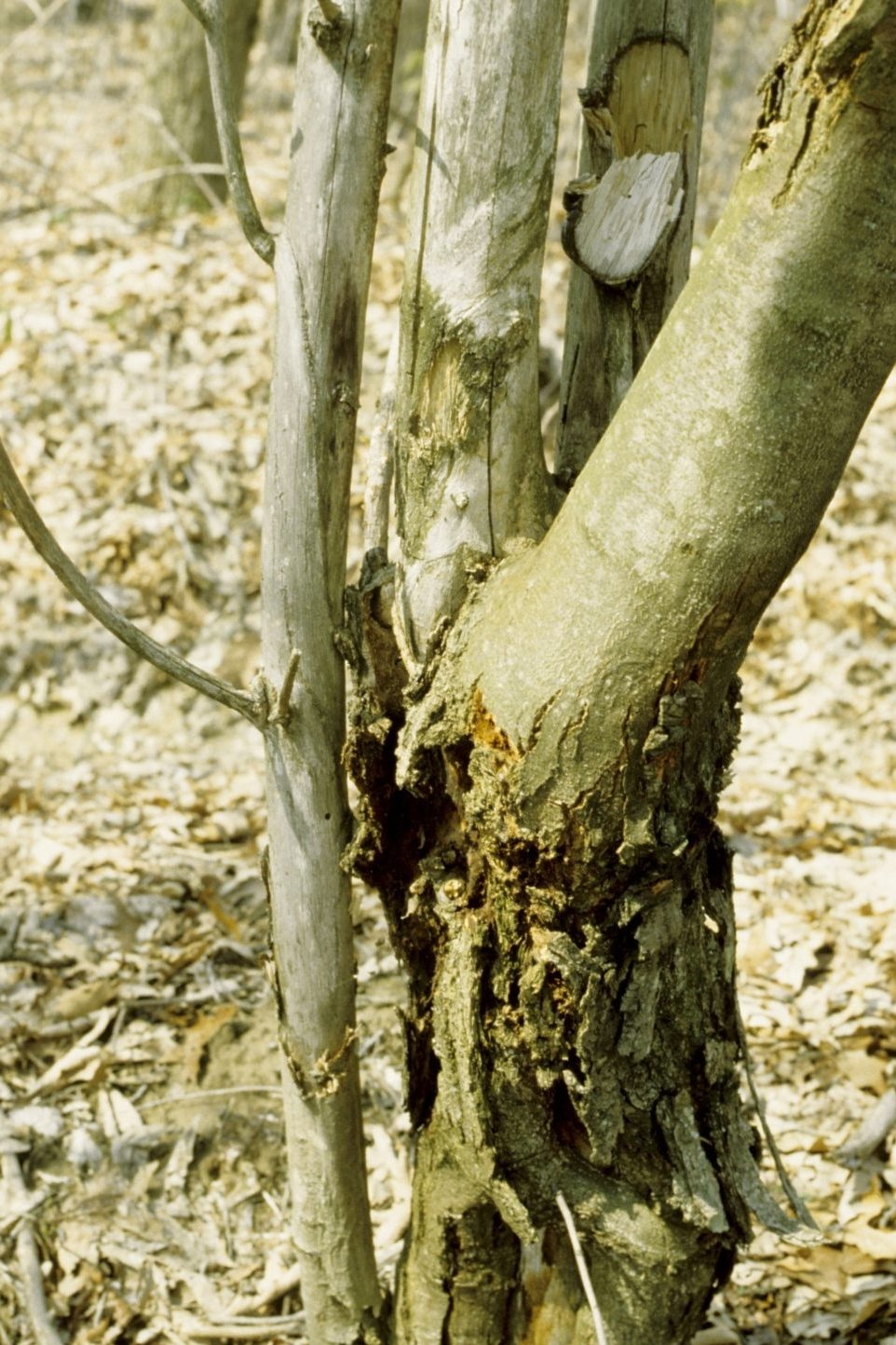  p>板栗疫病又称干枯病,胴枯病,溃疡病,是由栗疫菌侵染所引起的,发生