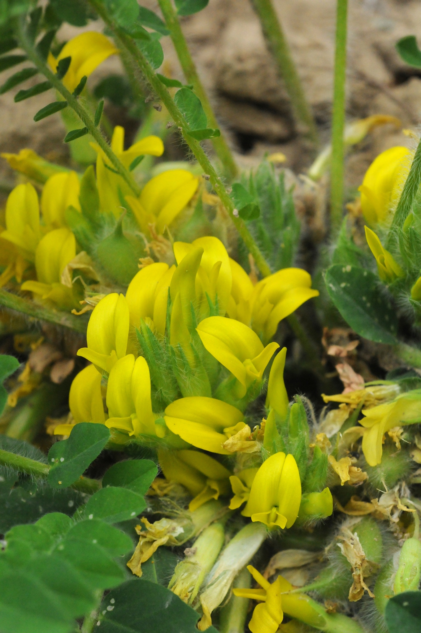  p data-id="t3b0kuqn1fso">卡通黄芪(学名: i>astragalus schangini