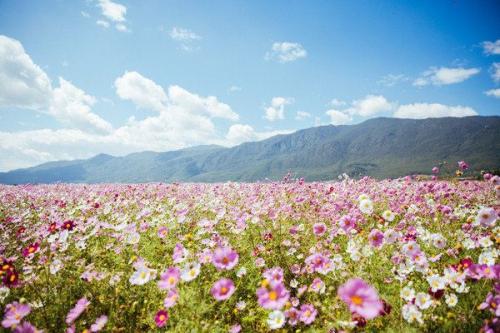 而格桑花(大多情况下指波斯菊,另一种说法是金露梅)是一种生长在高原