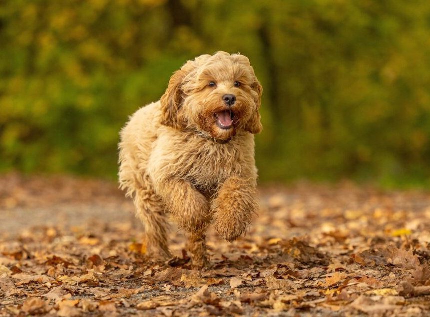 可卡布犬_百度百科