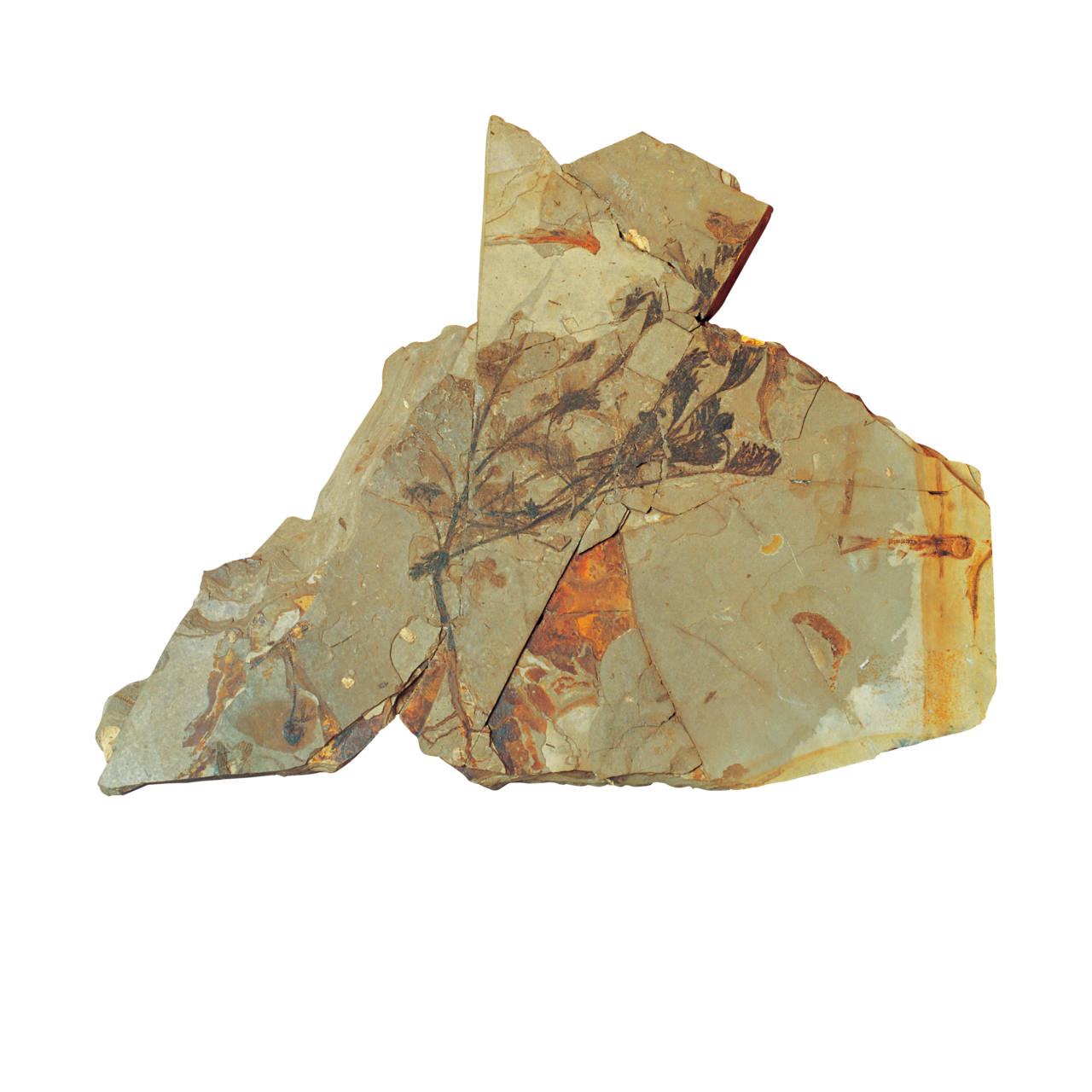 早白垩世中华古果