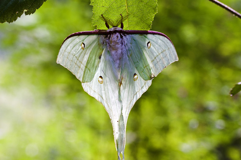 紫薇绿尾大蚕蛾