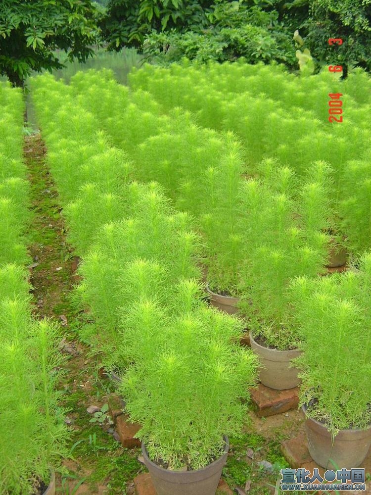  p>地肤( i>kochia scoparia /i> (l.) schrad.