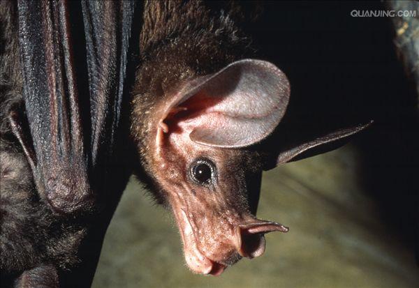  p>假吸血蝠属( a target="_blank" href="/item/印度假吸血蝠