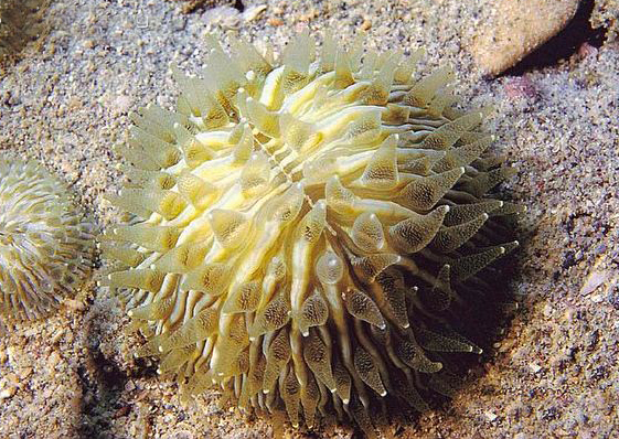  p>蕈珊瑚属(学名:fungia)是水螅型的单体或群体动物,共有25种.