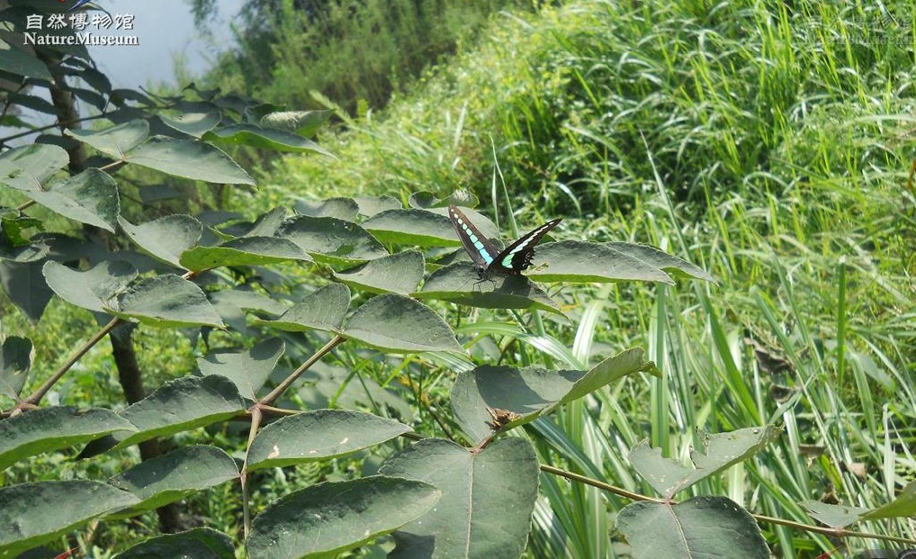 nuda nakai,又名:刺包头,大叶槐木.为五加科植物. /p>