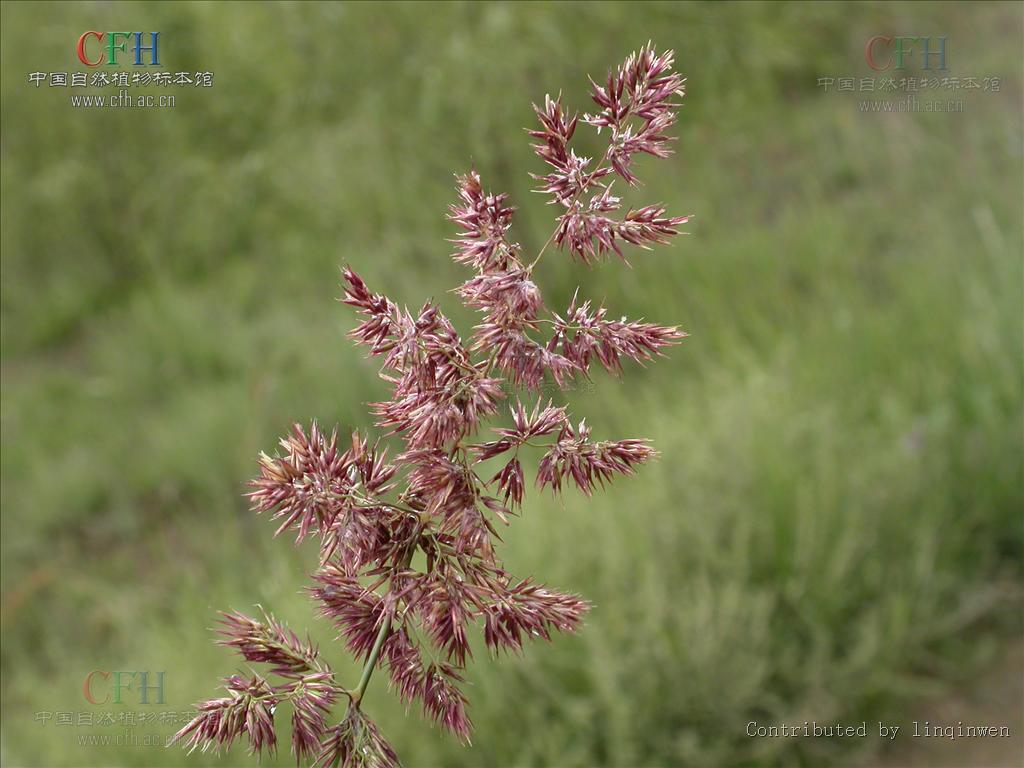  p>三毛草属是禾本科, a target="_blank" href="/item/早熟禾亚科