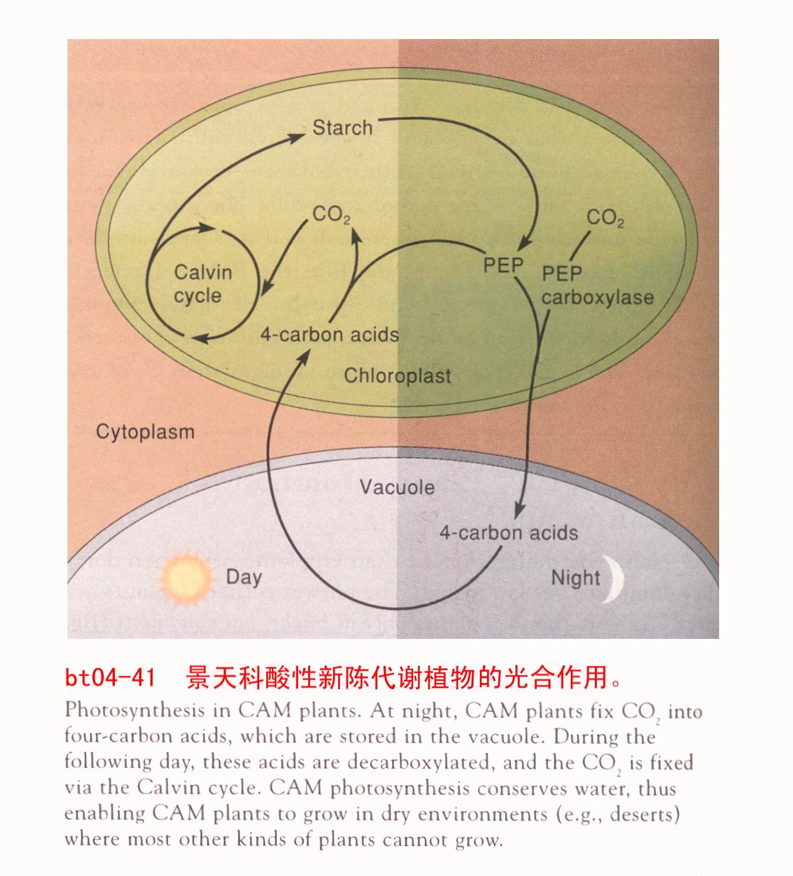  p>光合作用,通常是指 a href="#" data-lemmaid="3576">绿色植物 /a>