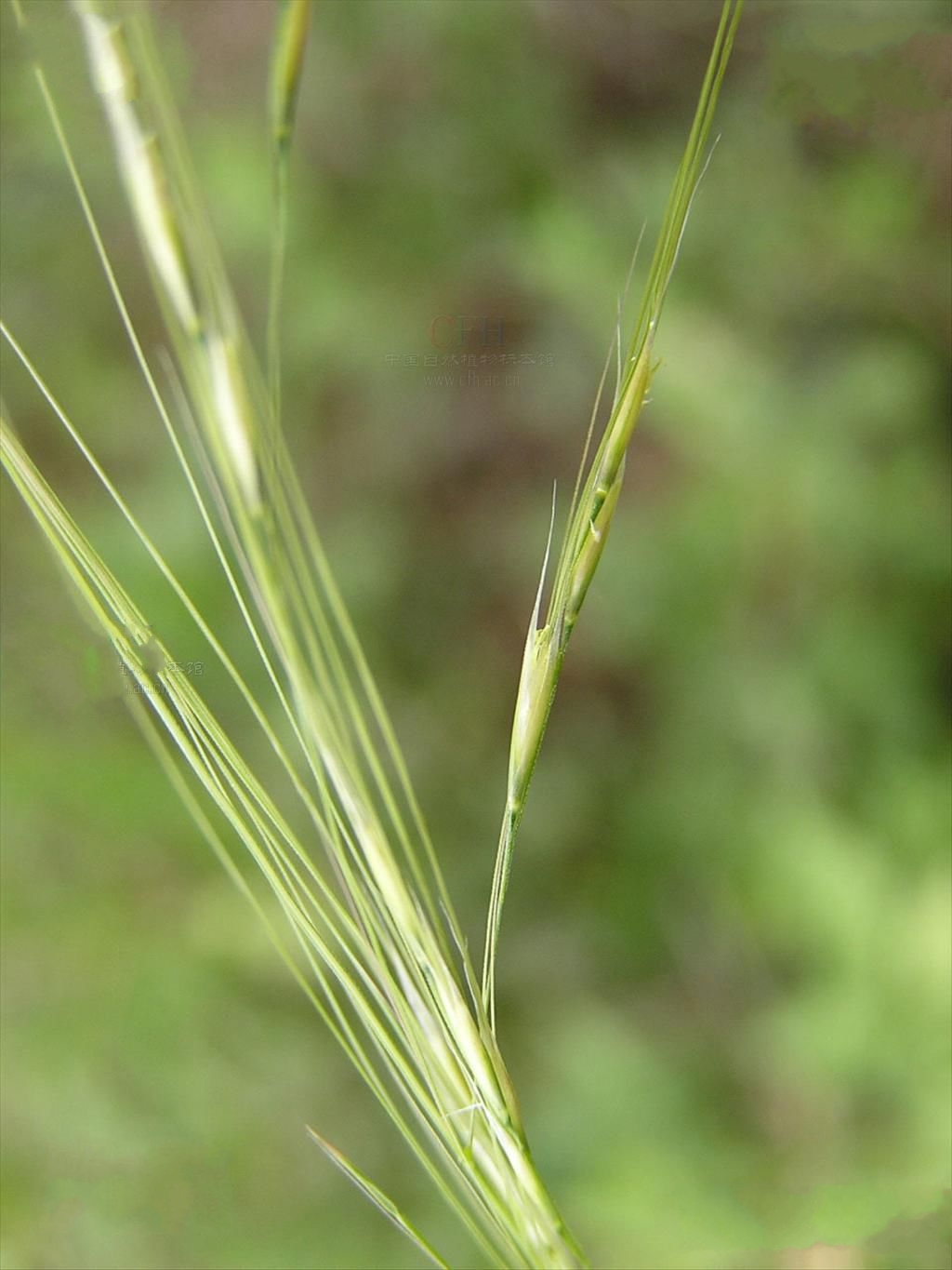  p>长芒草(学名: i>stipa bungeana /i> trin.