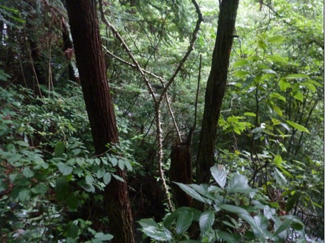  p>大金刚藤(学名:dalbergia dyeriana ),是 a href="#" data-lemmaid