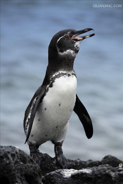 加拉帕戈斯企鹅