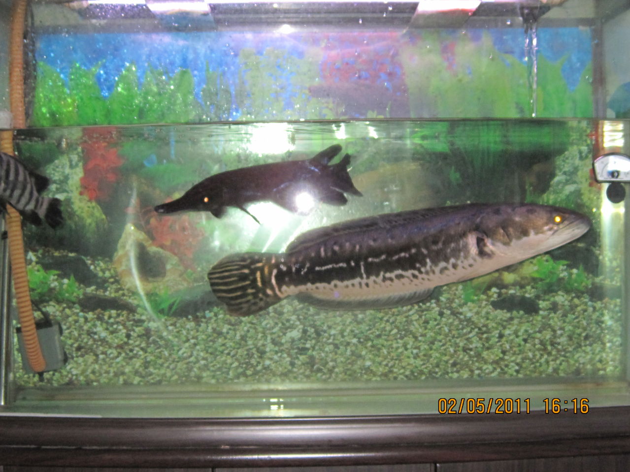  p>铅笔鱼,又名一线铅笔鱼.鱼身最长6.