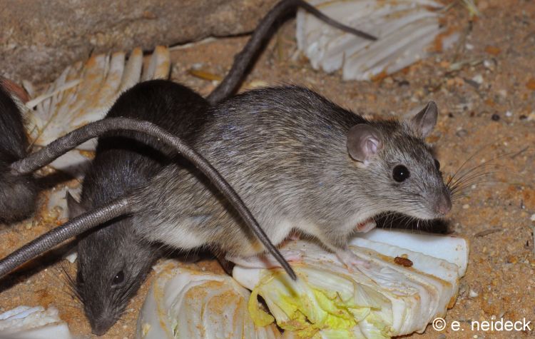 "> span class="ref" data-ctrid="tidin6qy1zue">屋顶鼠,别称黑家鼠