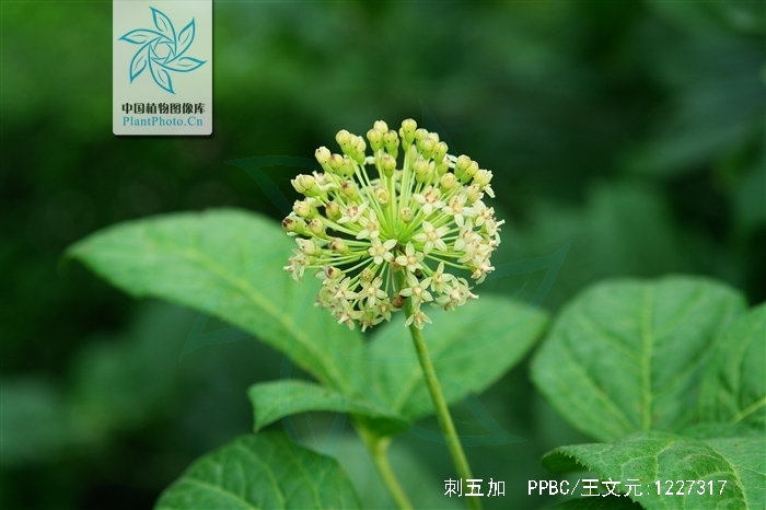  p>刺五加(拉丁学名: i>acanthopanax senticosus  /i>(rupr. maxim.