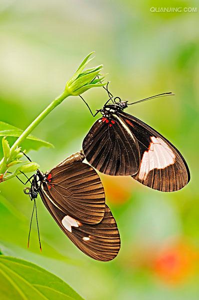  p>红带袖蝶 i>(学名:heliconius melpomene) /i>,又名红色邮差蝴蝶