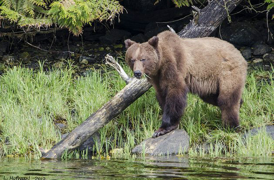  p>半岛巨棕熊,拉丁学名ursus arctos gyas,属 a href="#" data-lemma