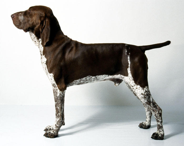 意大利布拉可犬