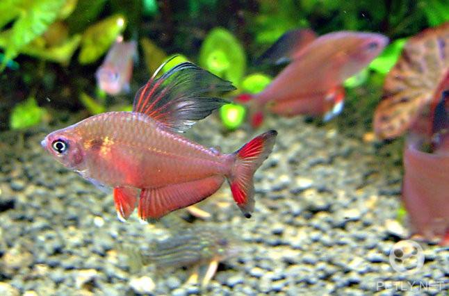 红旗灯鱼