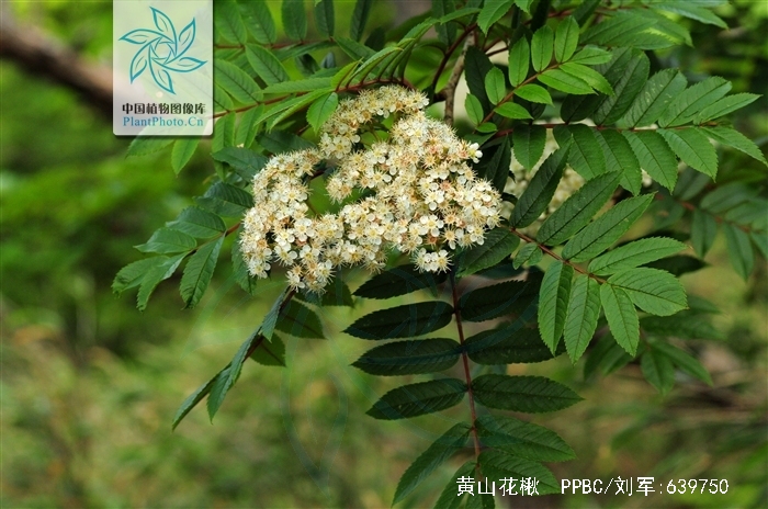 sorbus amabilis