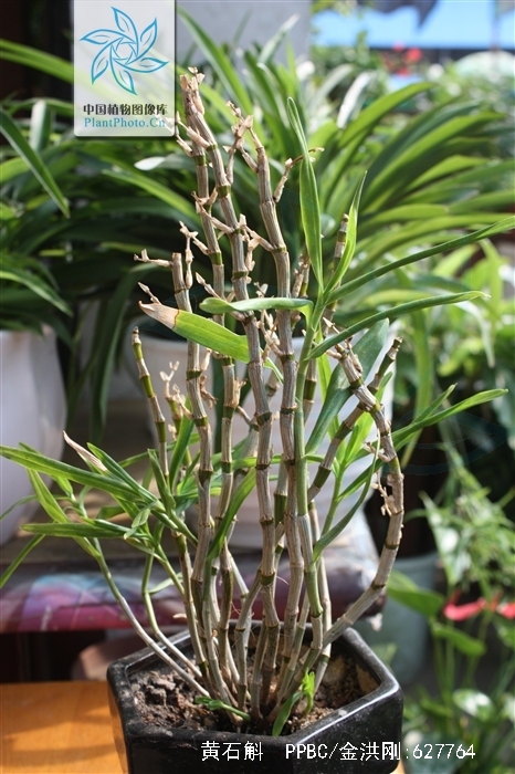  p>黄石斛(学名: i>dendrobium tosaense /i>