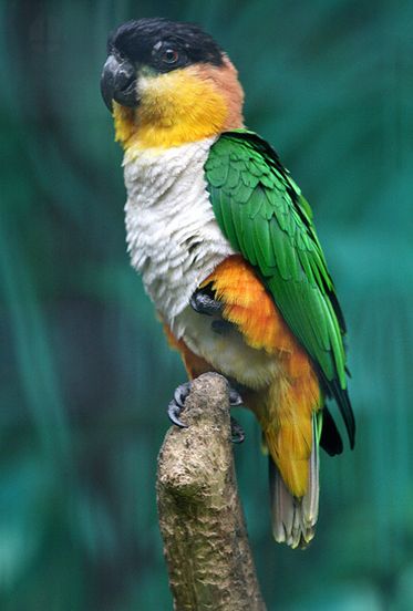  p>黑头凯克鹦鹉(学名:pionites melanocephalus)2种亚种.