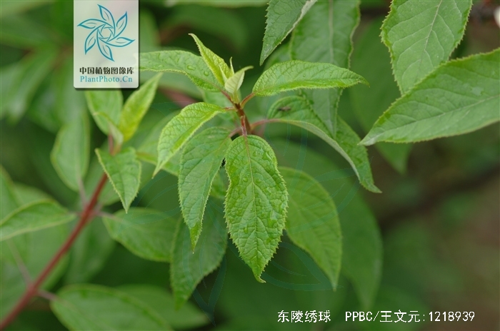 hydrangea bretschneideri