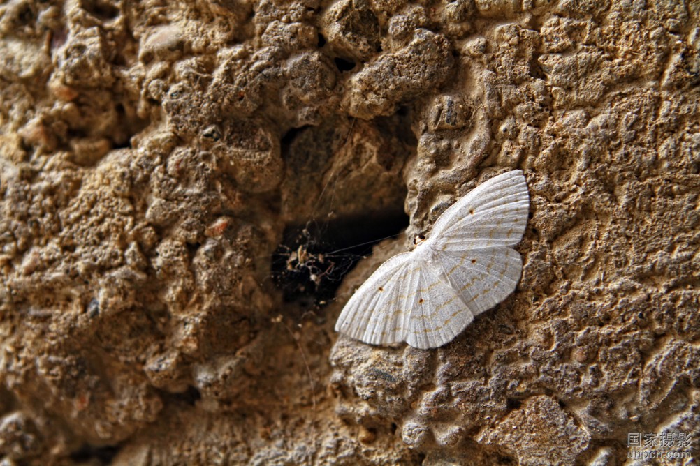  p>白蛾蜡蝉与堆蜡粉蚧皆属同翅目,前者为蛾蜡蝉科,后者为粉蚧科,主要