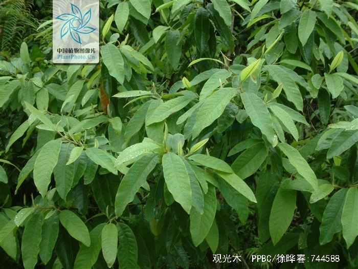 chen),是 a target="_blank" href="/item/木兰科/1044219" data