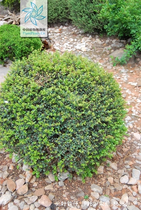  p>光叶铁仔(学名:myrsine stolonifera (koidz.